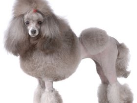 Popular Dog grooming & Poodle videos