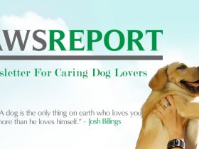 The Paws Report