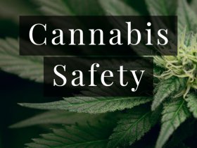 Cannabis Safety
