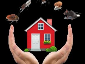 Affordable Pest Control Services Geelong