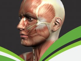 Anatomy: Dr. Medhat Thorax 2014