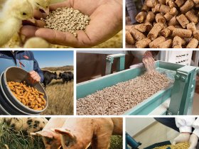 Animal feed production