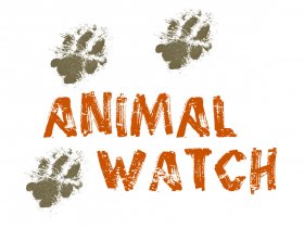Animal Watch
