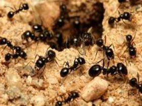 Ants Control Adelaide