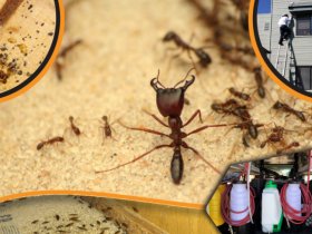 Ants Control Melbourne