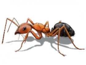 Ants Extermination Brisbane