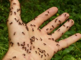 Ants Removal Treatmen