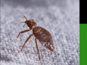 Bed Bugs Control Adelaide