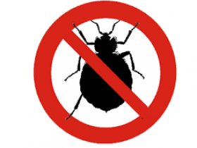 Bedbugs Control Adelaide
