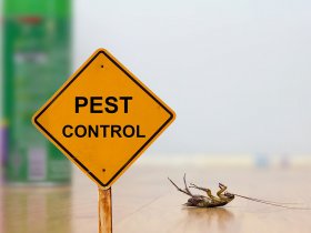 Bedbugs Control Brisbane
