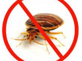 Bedbugs Control Logan