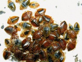 Bedbugs Control Perth