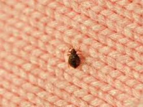 Bedbugs Control Redland