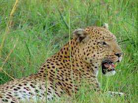 Botswana Safari Vacations,Tours,Lodges
