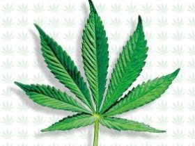 Cannabis Documentaries