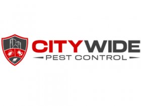 City Wide Bee Removal Brisbane