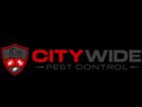 City Wide Spider Control Sydney