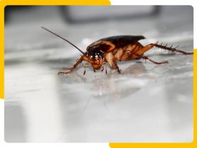 Real Cockroach Control Adelaide