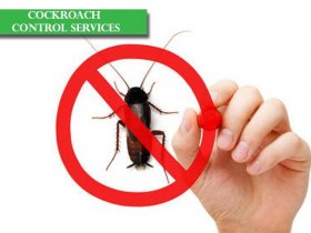 Cockroach Control Brisbane