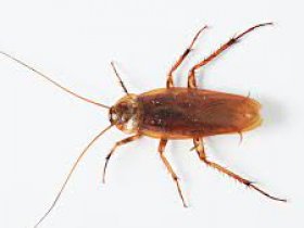 Cockroach Control Ipswich