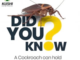 Cockroach Control Services in Bangalore