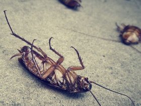 Cockroach Control Services in Melbourne