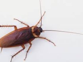 Cockroach Control Toowoomba