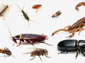 Commercial Pest Control Geelong