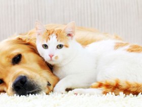 Dogs and cats Tv