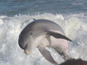 dolphin videos
