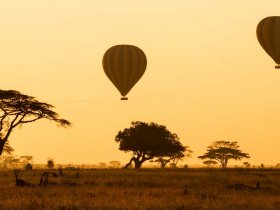 Earthlife Expeditions Safaris