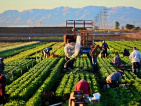 Farm Jobs In Italy