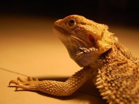 Female Bearded Dragon-Unhappy