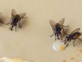 Flies Control Moreton Bay