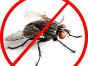 Flies Control Redland