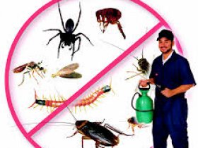 Fly and Mosquitoes Control Brisbane