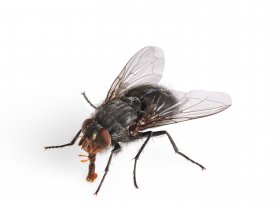 Fly Pest Control Service Brisbane