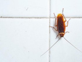 Frontline Cockroach Control Adelaide