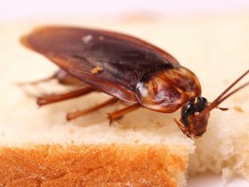 Frontline Cockroach Control Brisbane