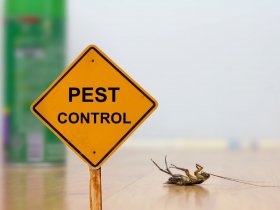 Frontline Pest Control Adelaide