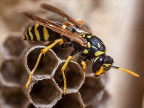 Frontline Wasp Control Adelaide