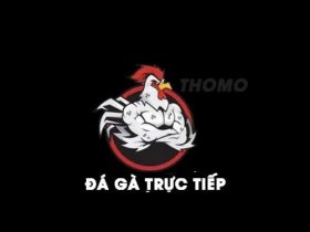 Đá gà trực tiếp Thomo