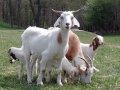 Goats Being Their Hilarious Selves