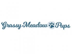 Grassy Meadow Pups