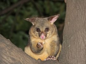 Happy Possum Catcher Sydney