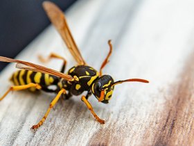 Home Wasp Removal Perth
