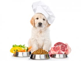 Important Tips To Make Your ESA Dog Meal