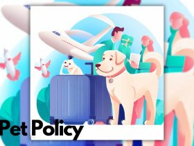 KLM International Pet Policy
