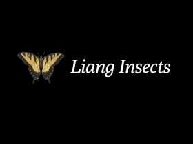 Liang Insects
