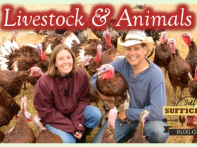 Livestock/Animals